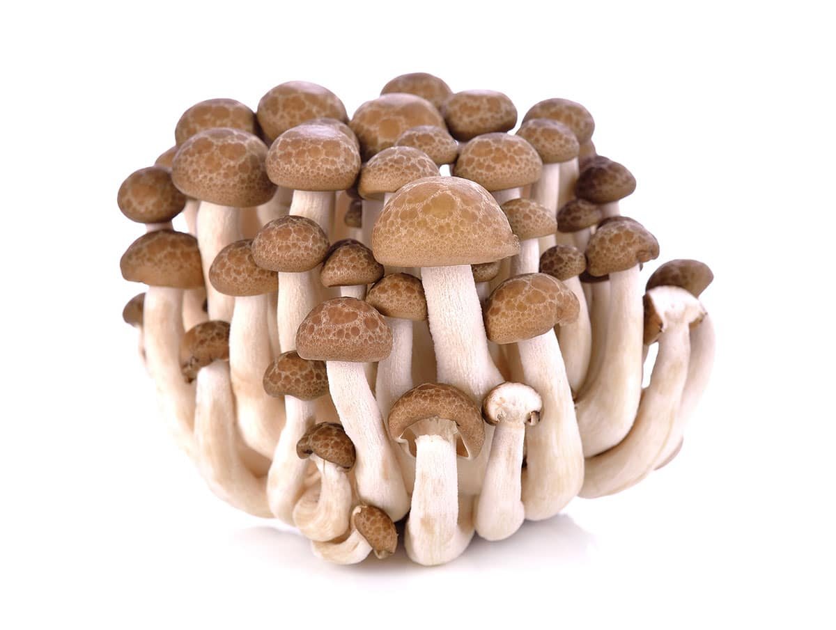 Mushroom - Brown