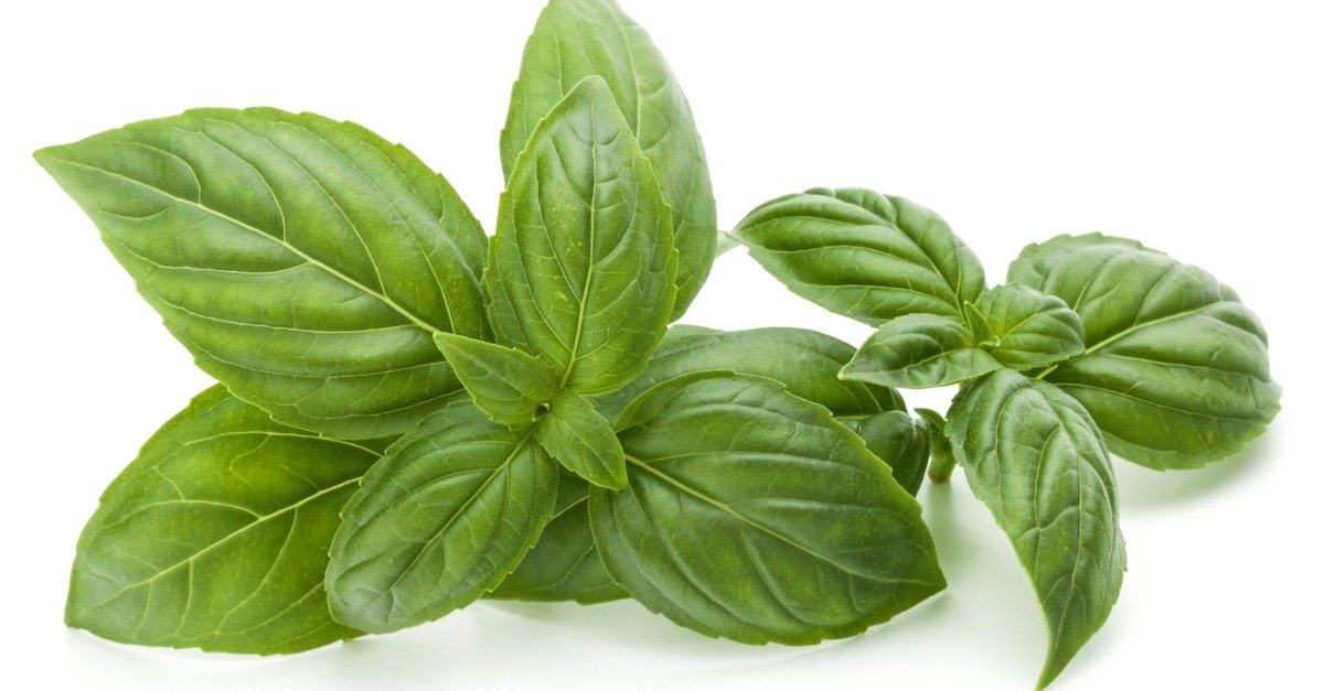 Herbs imported - Basil